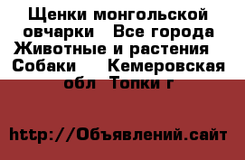 Щенки монгольской овчарки - Все города Животные и растения » Собаки   . Кемеровская обл.,Топки г.